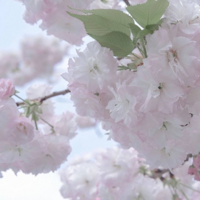 兽设沙漠场景绘制FurryQQ群